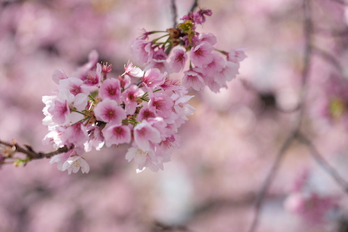 春間近の上野公園で桜の写真を撮影する