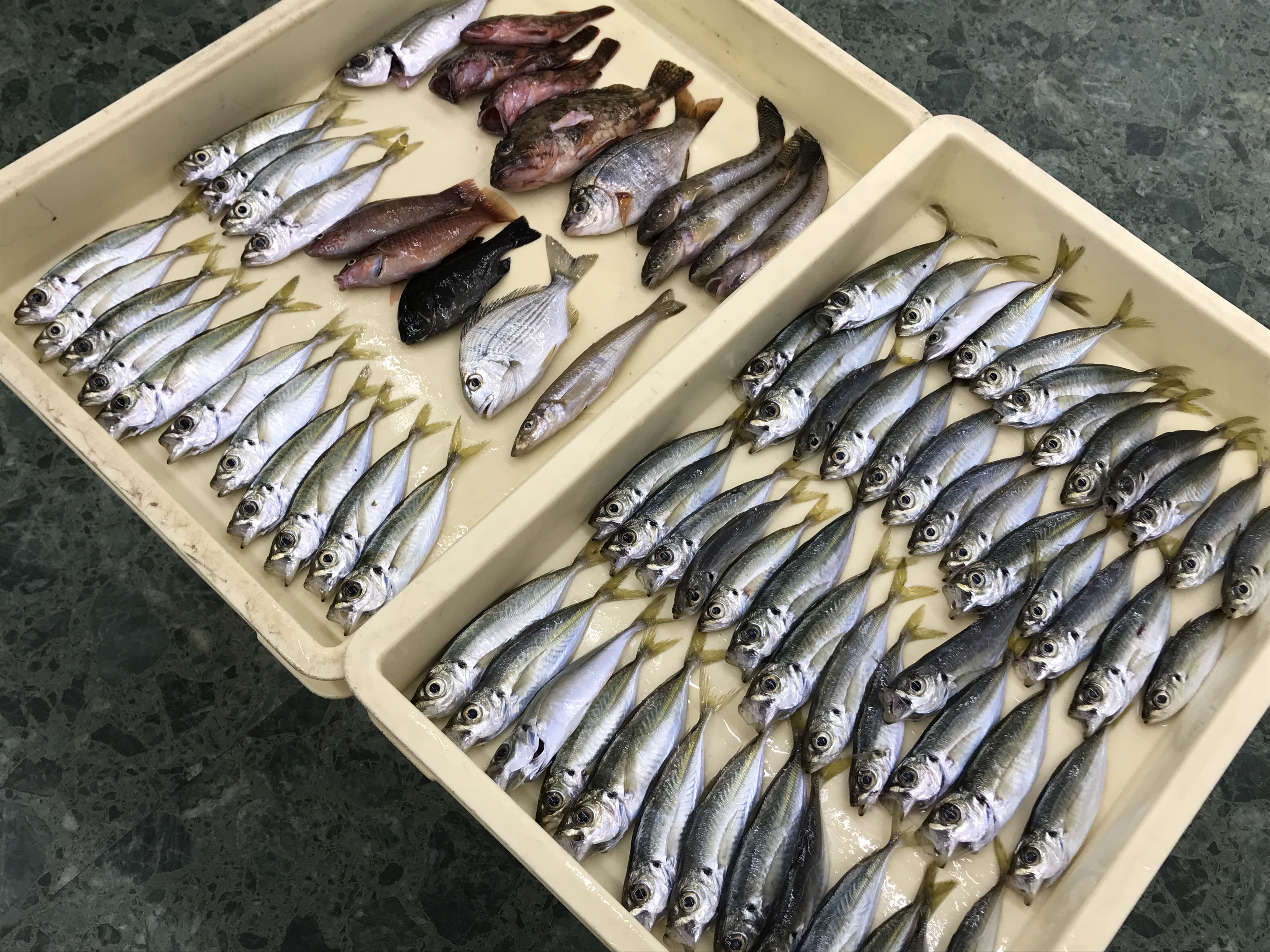 完全に釣りブログ化した映像制作屋のブログ
